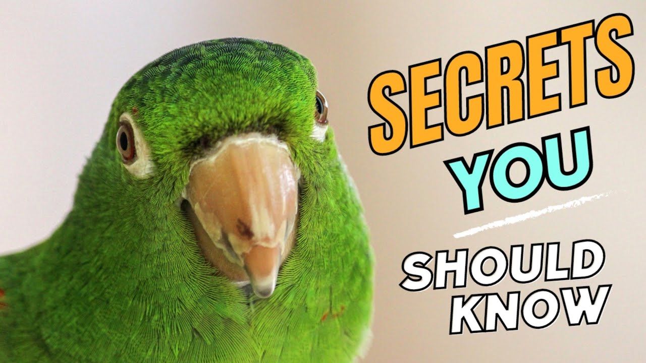 Mind-Blowing Secrets of Eclectus Parrot Revealed! || Eclectus parrot Documentary