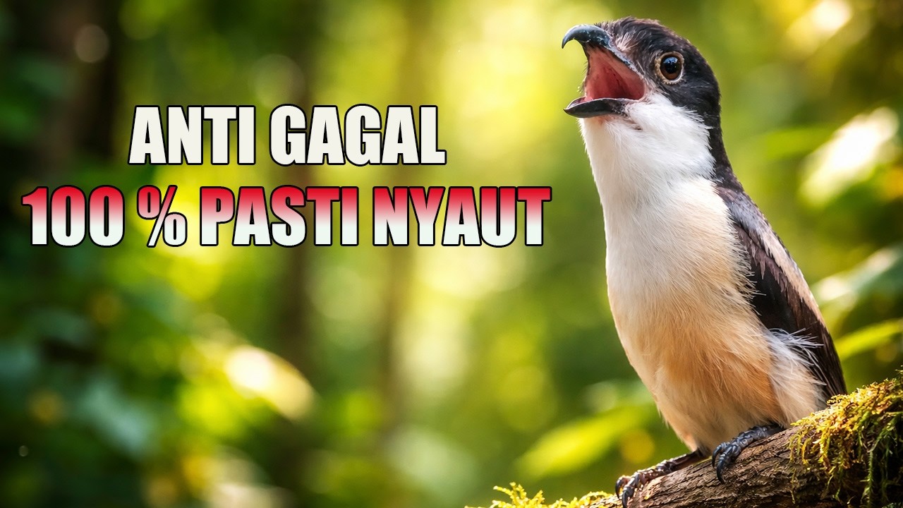 PANCINGAN CENDET GACOR - SEKALI DENGAR LANGSUNG IKUT KOAR KOAR