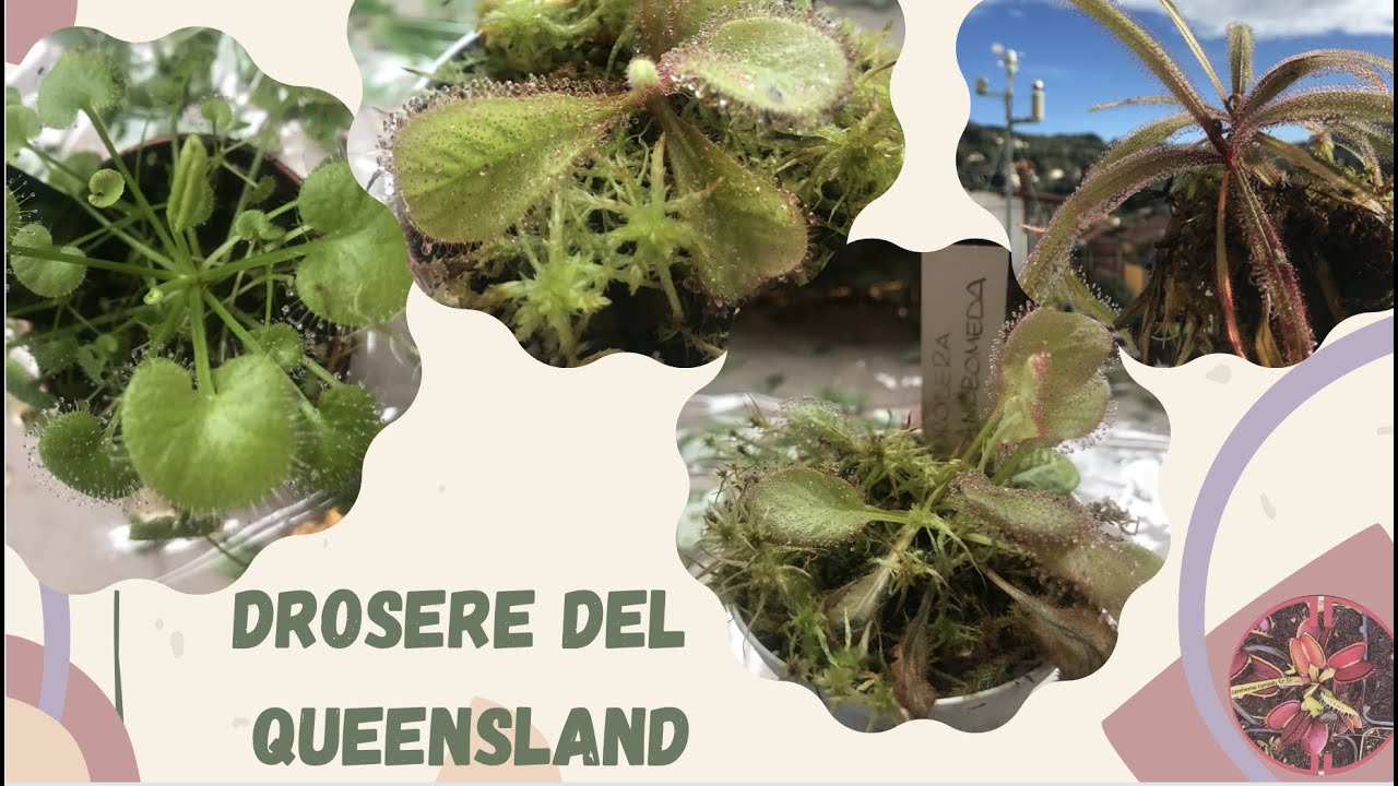 Coltivazione Drosere de Queensland