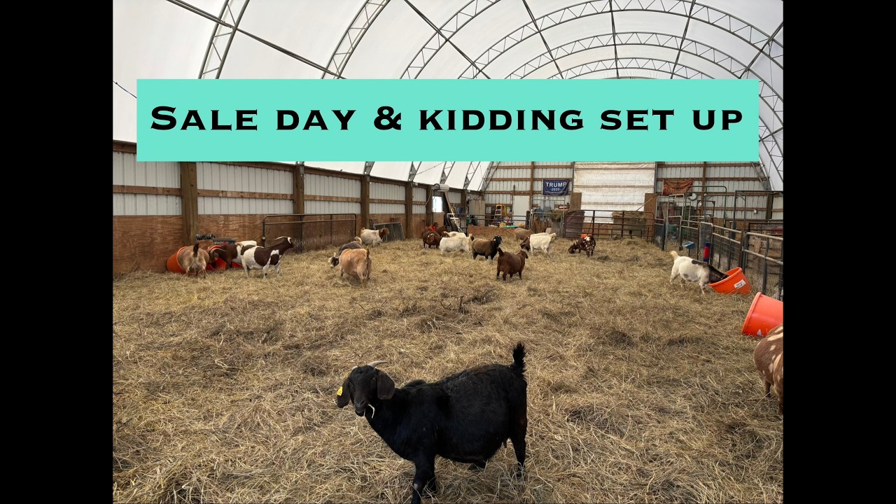 Sale day & kidding set up