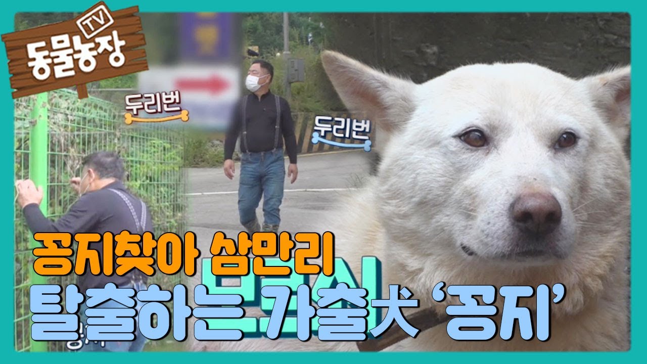 단단한 쇠줄까지 끊고 매번 탈출하는 가출犬 &lsquo;꽁지!&rsquo; I TV동물농장 (Animal Farm) | SBS Story