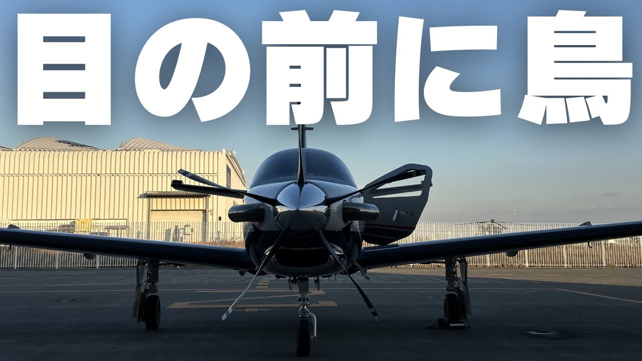 離陸直前 滑走路に進入しようとしたら鳥が現れました 暫く鳥との睨めっこが続きました 2024年10月30日 飛行記録