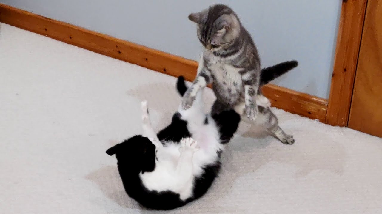 Cats Wrestling | 4K