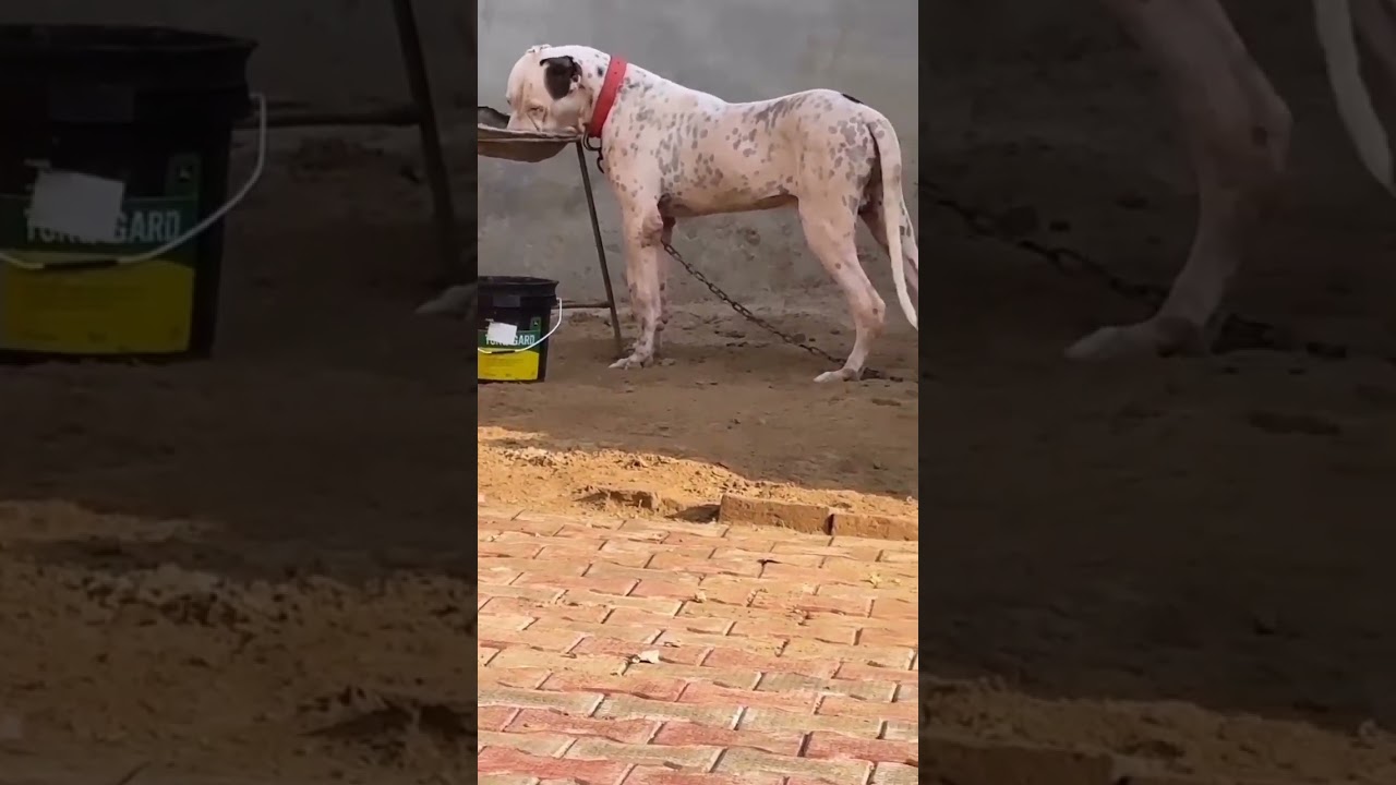 dog feed ada daede aa dekka lo tuc subscribe Pitbull aa da shonke