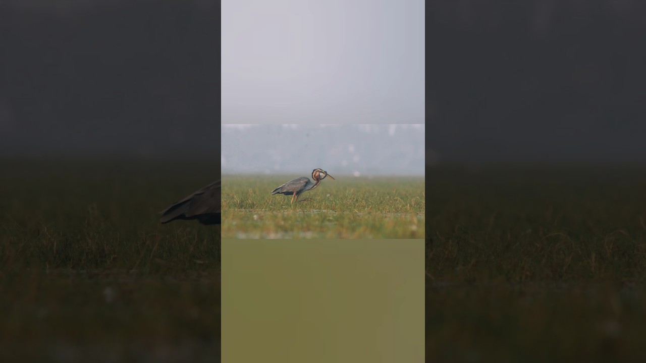 A snake was wrapped around the neck of a grey heron bird