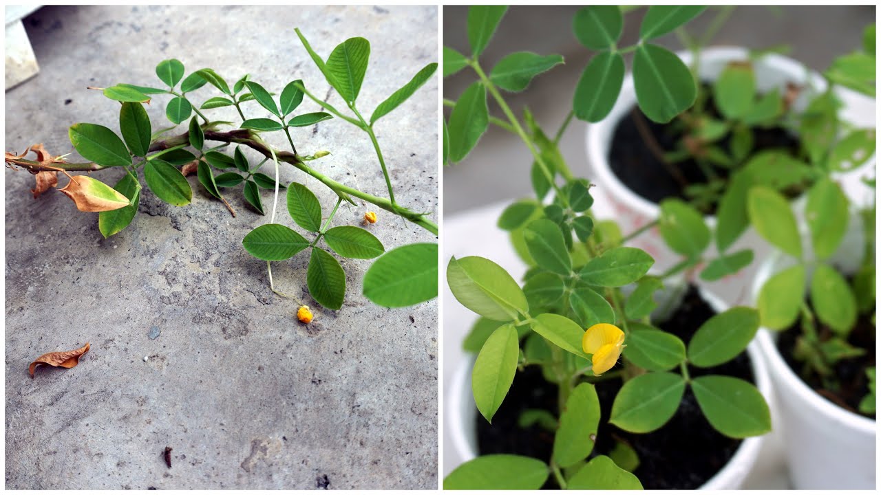 How To Grow Arachis Pintoi | Cara Tanam Keratan Bunga Arachis Pintoi