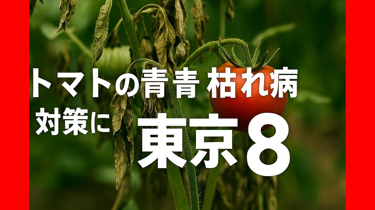 東京８：トマト農家にもたらす微生物革命 青枯れ病を防ぐ