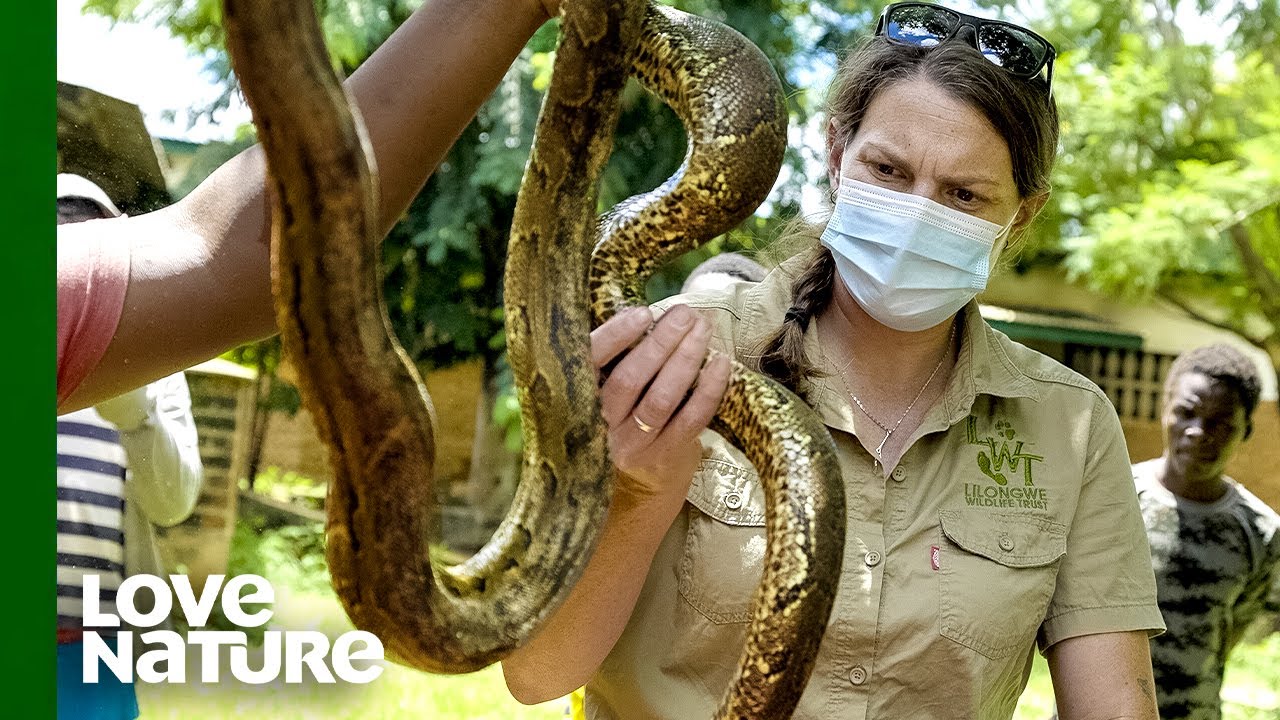 Giant Pythons Rescued From Church | Malawi Wildlife Rescue