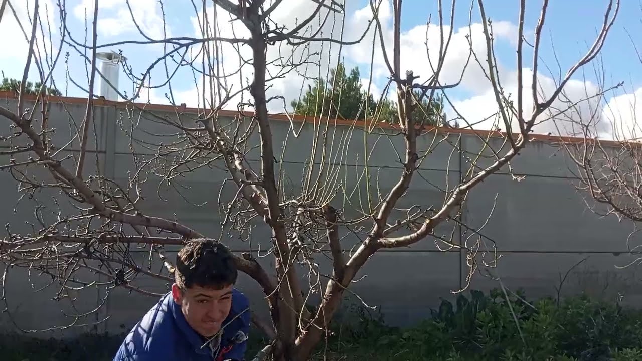 La PODA del almendro con el joven agricultor manchego