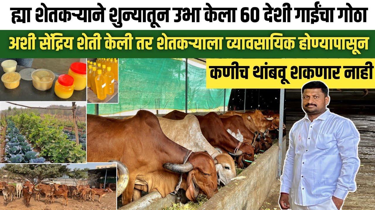10 एकर सेंद्रिय शेती आणि 60 देशी गाईंचा व्यावसाय | Desi cow dairy farm | Organic Farming 
