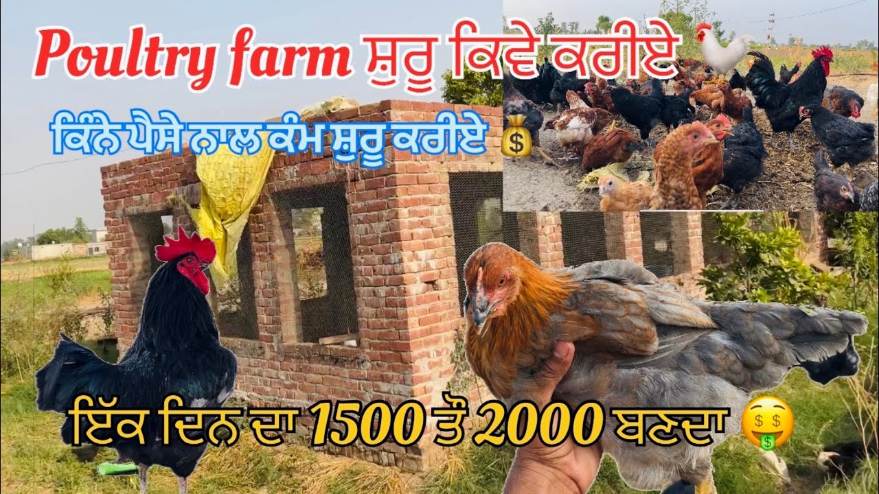How to start poultry farm 🐓. Investment ? Income ? Monthly income 50000 🤑. #poultryfarming #punjab