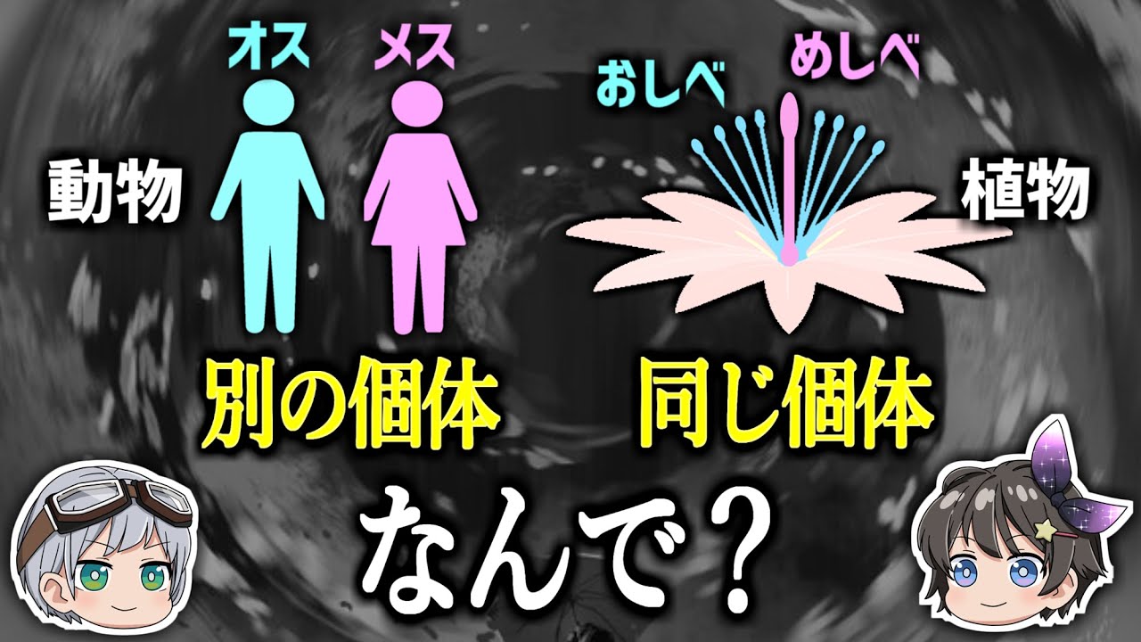 【ゆっくり解説】なぜ植物はオスとメスが一体化しているのか？