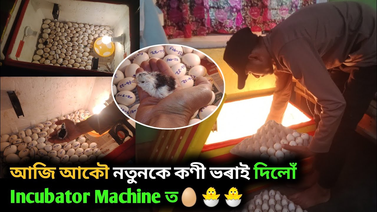 আজি আকৌ নতুনকে কণী ভৰাই দিলোঁ Incubator Machine ত 🥚🐣|| Homemade Incubator Machine (Assam) Darrang