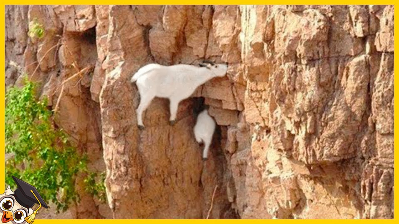 15 Animales Que Desafían Las Leyes De La Física