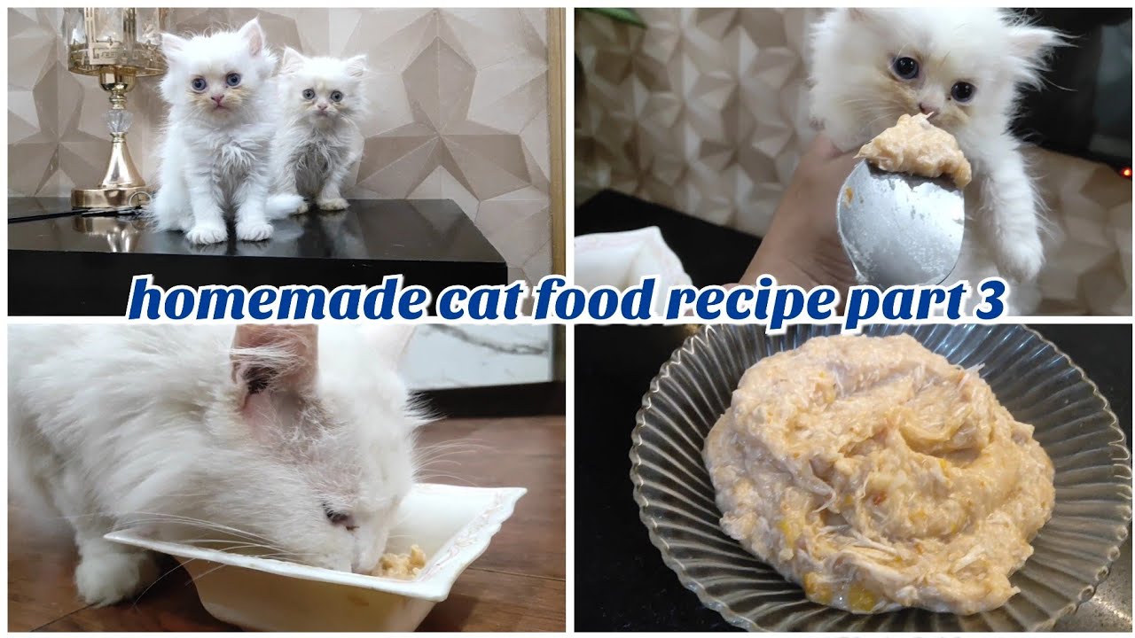 Homemade cat food | Persian cat food recipe || how to make cheap  homemade cat food at home | Part3