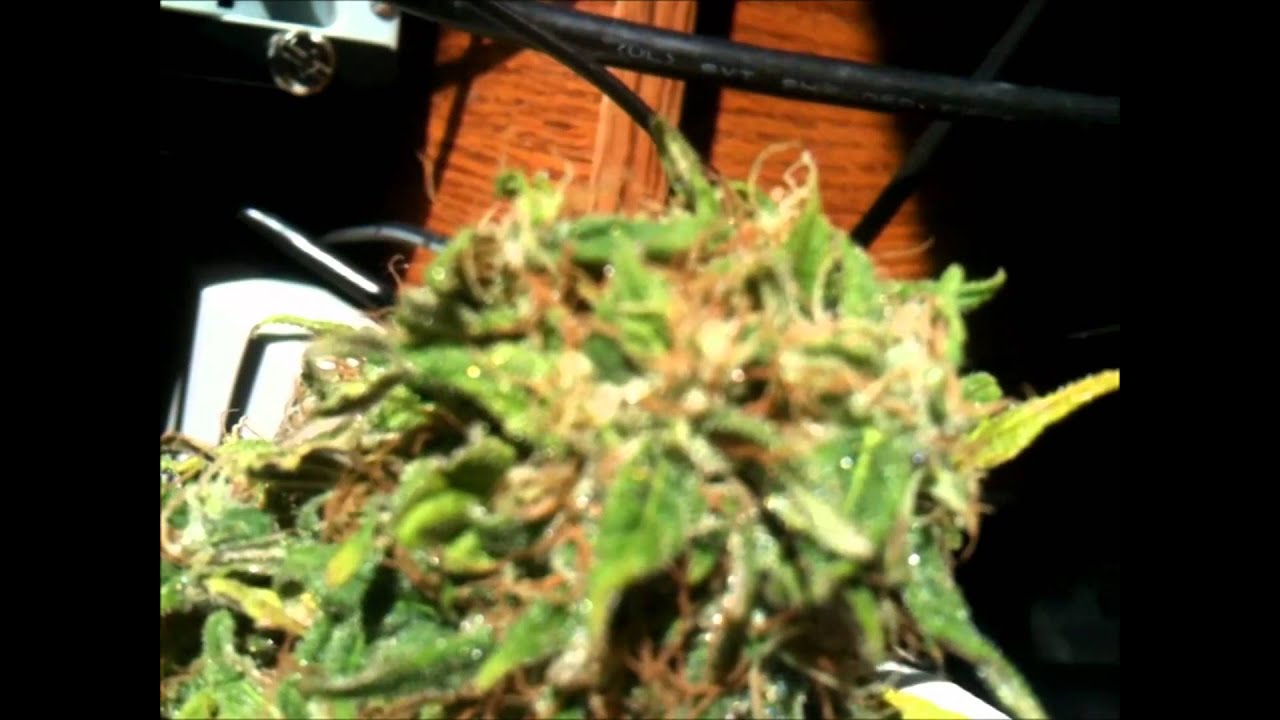 Giant bud Pre trim