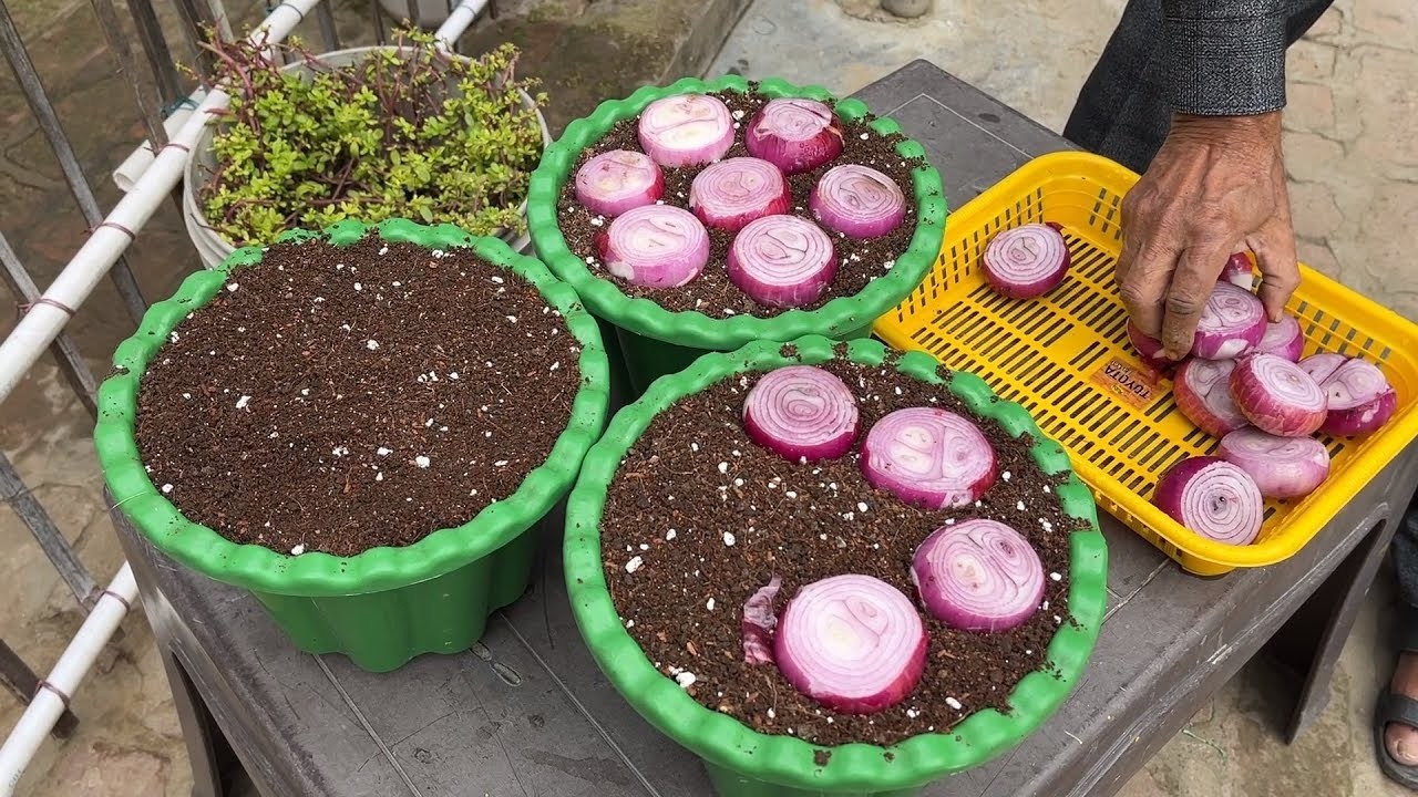 No Money Needed! Grow Onions This Way for Unexpected Results | Grow Onions at Home, Live