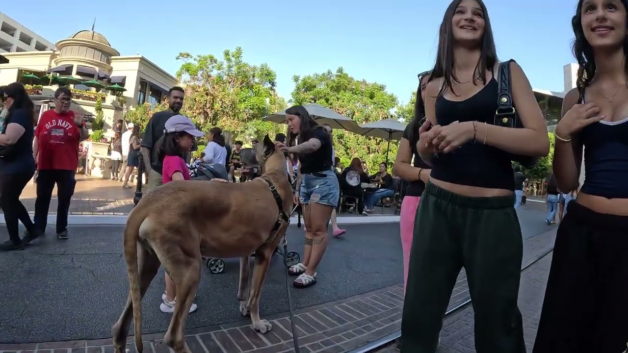 Cash 2.0 Great Dane at The Grove and Farmers Market in Los Angeles 116