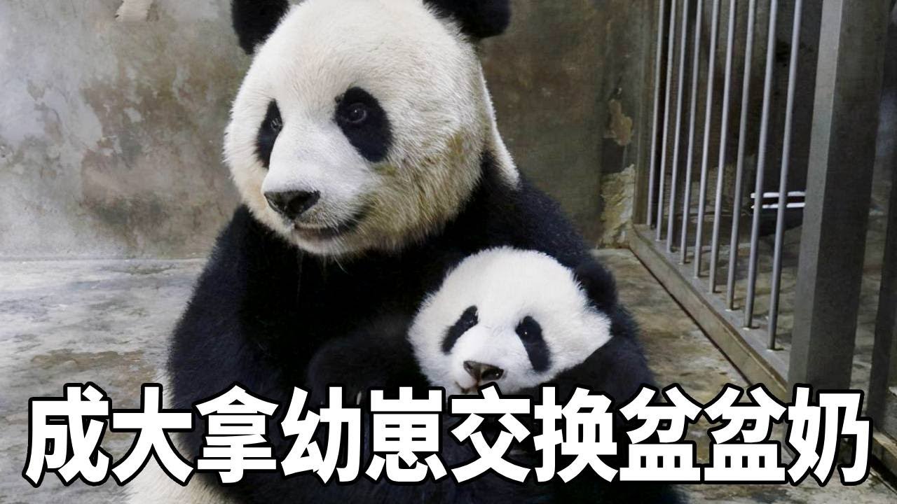 大熊猫成大“谈判高手”上线，拿幼崽交换盆盆奶，与饲养员斗智斗勇太搞笑！【你好大熊猫】