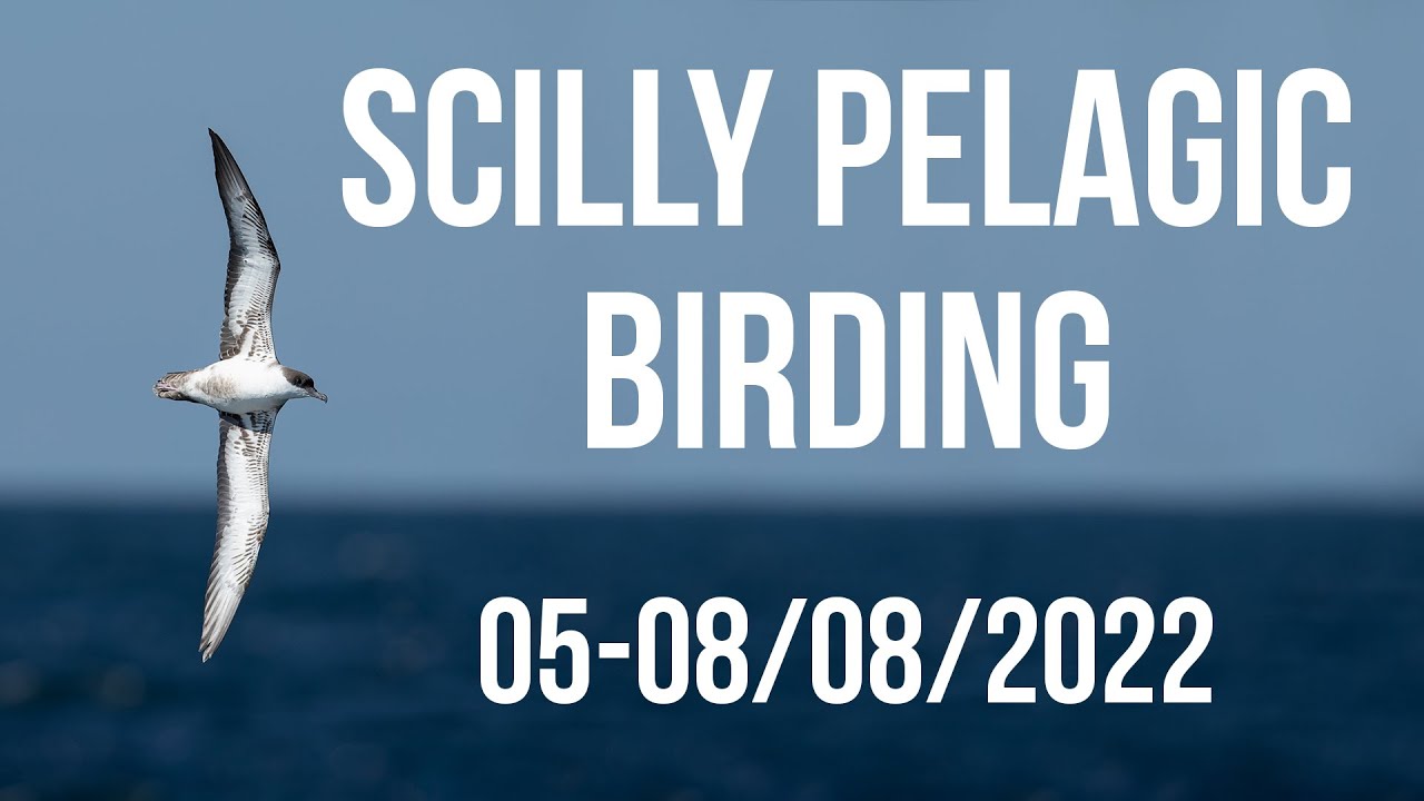 Scillys Pelagic Birding 05-08/08/2022