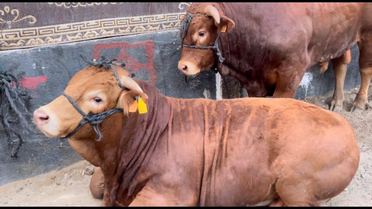 أجمل جولة على الأضاحي قبل النحر يوم عيد الأضحى 2022