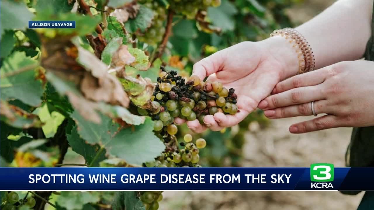 This NASA technology could detect early disease in wine grapes