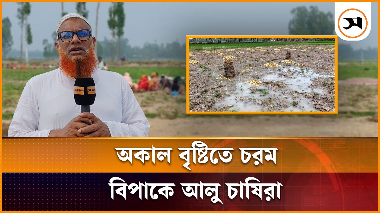 অকাল বৃষ্টিতে চরম বিপাকে পীরগঞ্জের আলু চাষিরা | Rangpur | Samakal News