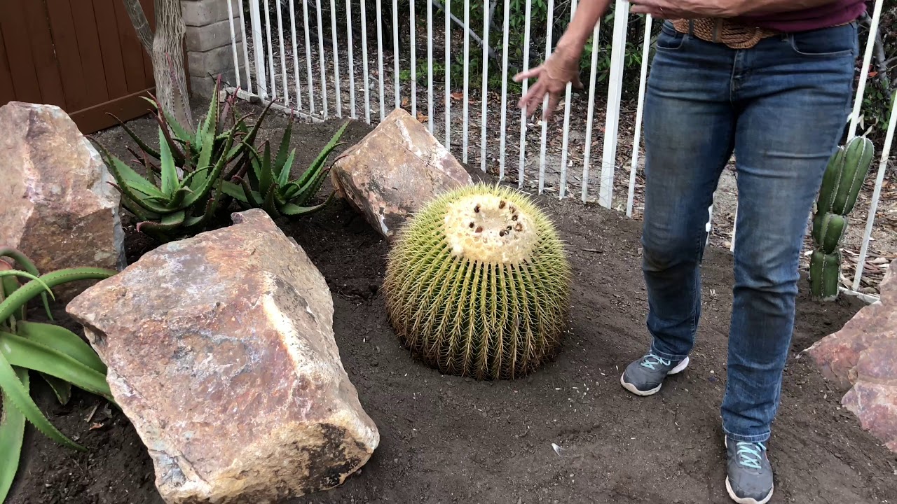Succulent Frontyard and Backyard Renovation (Day 4)