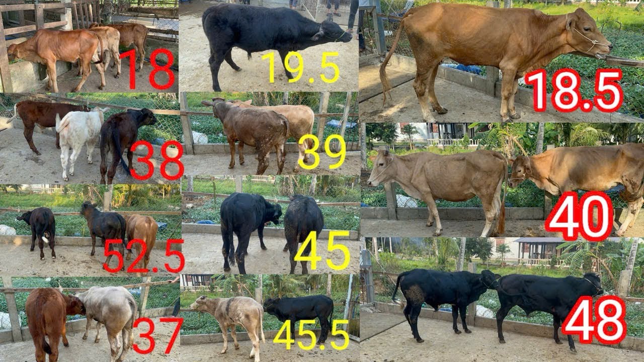 25-1| 3đực sin 18tr, 3đực 3b 38tr. Đực lứa 3b đẹp. 3 con cái xác 34tr5 và bò cái tàng mẫu đẹp.