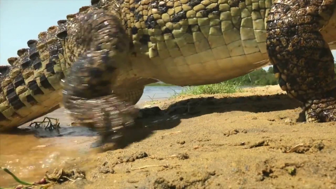INTERIOR CROCODILE ALLIGATOR [HD REMASTER]