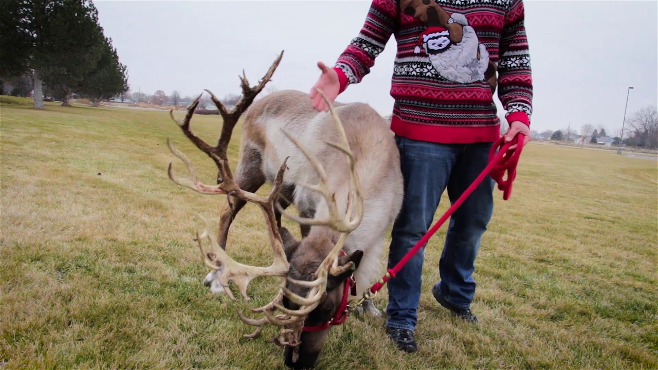 Meet Prancer The Reindeer