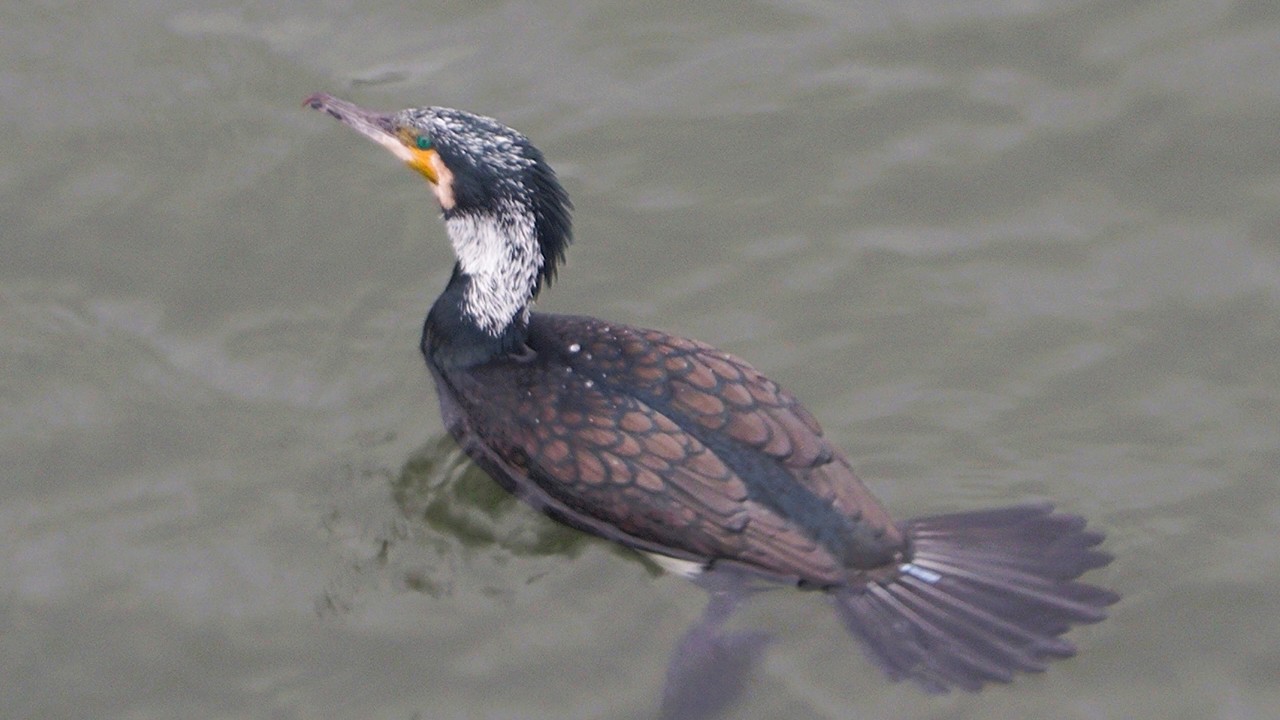 1150304 The great cormorant with breeding plumage at Long-Life bridge.