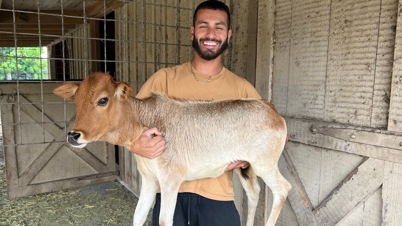 NEW BABY COW FOR THE RANCH??