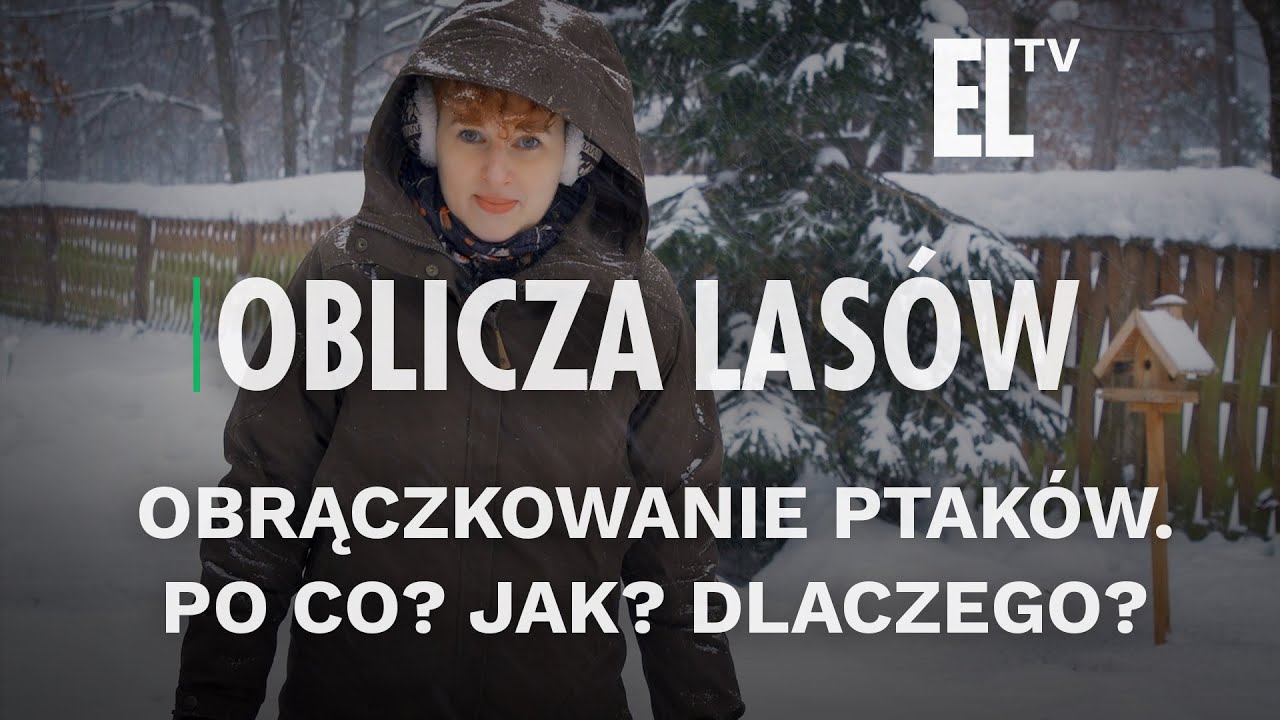 Obrączkowanie ptaków. Po co? Jak? Dlaczego? | OBLICZA LASÓW #120