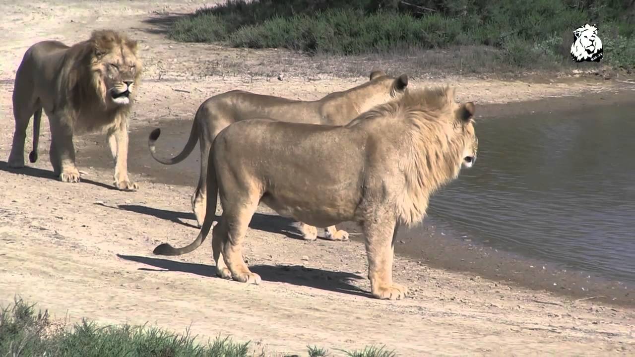 Claude Pellier et les lions de la Réserve Africaine de Sigean