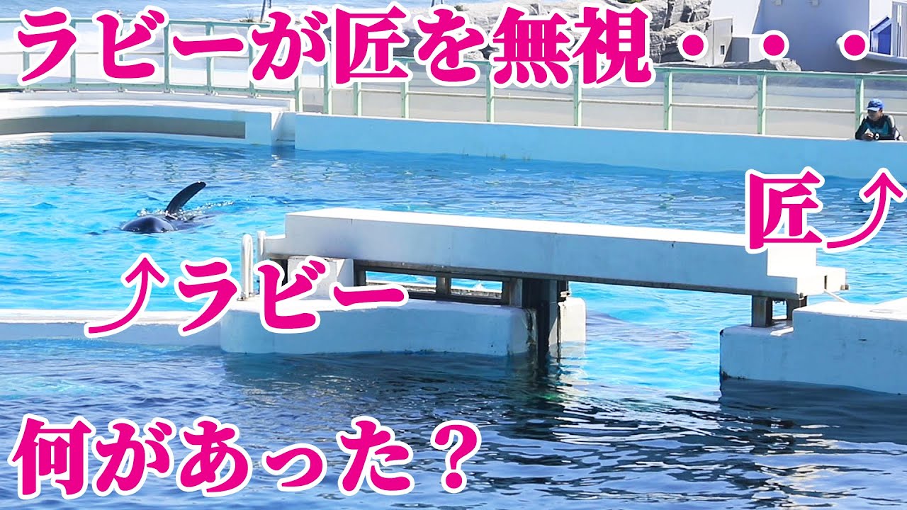 ラビーの様子が・・・「ちょっと心配」鴨川シーワールド シャチショー KamogawaSeaWorld
