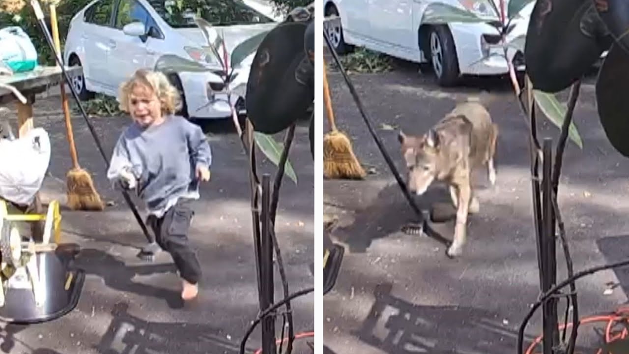 Coyote Chases 3-Year-Old Boy At California Home