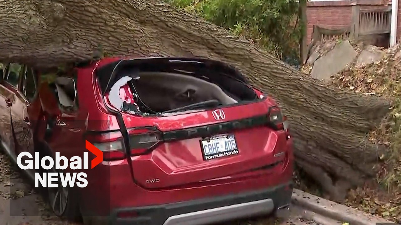 Toronto residents&rsquo; close call with large, fallen tree during &lsquo;100-year storm&rsquo;