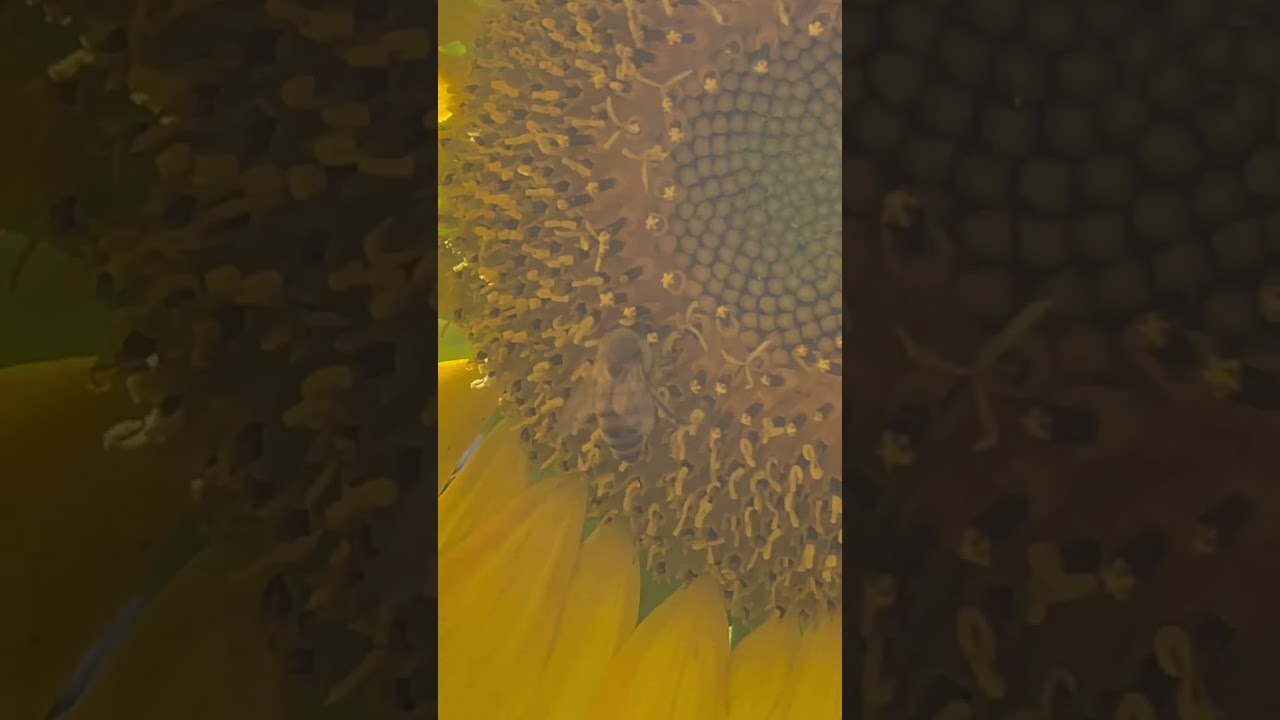 🐝 Zooming into a Bee Pollenating a Sunflower 🌻