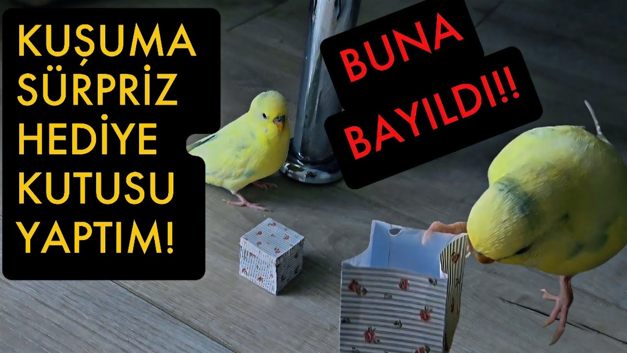 KUŞUMA SÜRPRİZ HEDİYE KUTUSU YAPTIM İÇİNE KOYDUĞUM HEDİYEYE BAYILDI!! 😍🎁