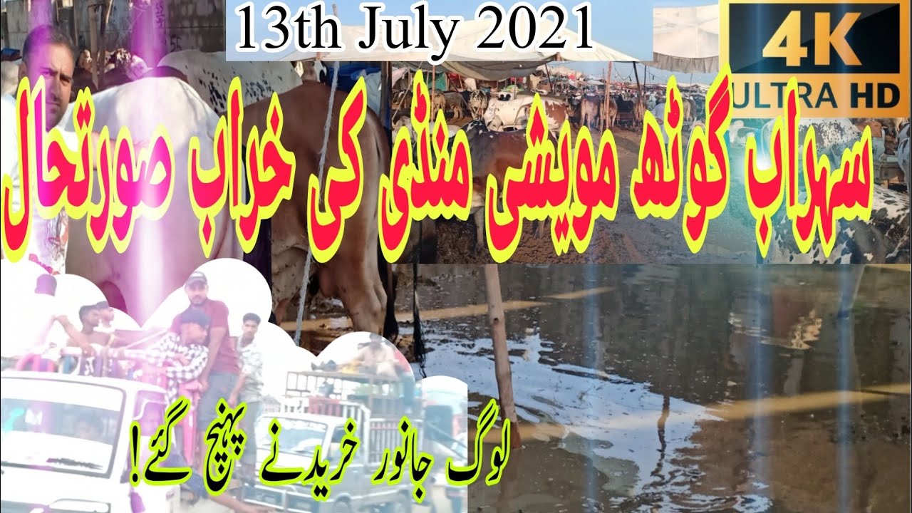 13th July 2021Latest Maweshi Mandi Sohrab Goth Rates | After Rain Cow Mandi ki Halat | Ejaz Sheraz