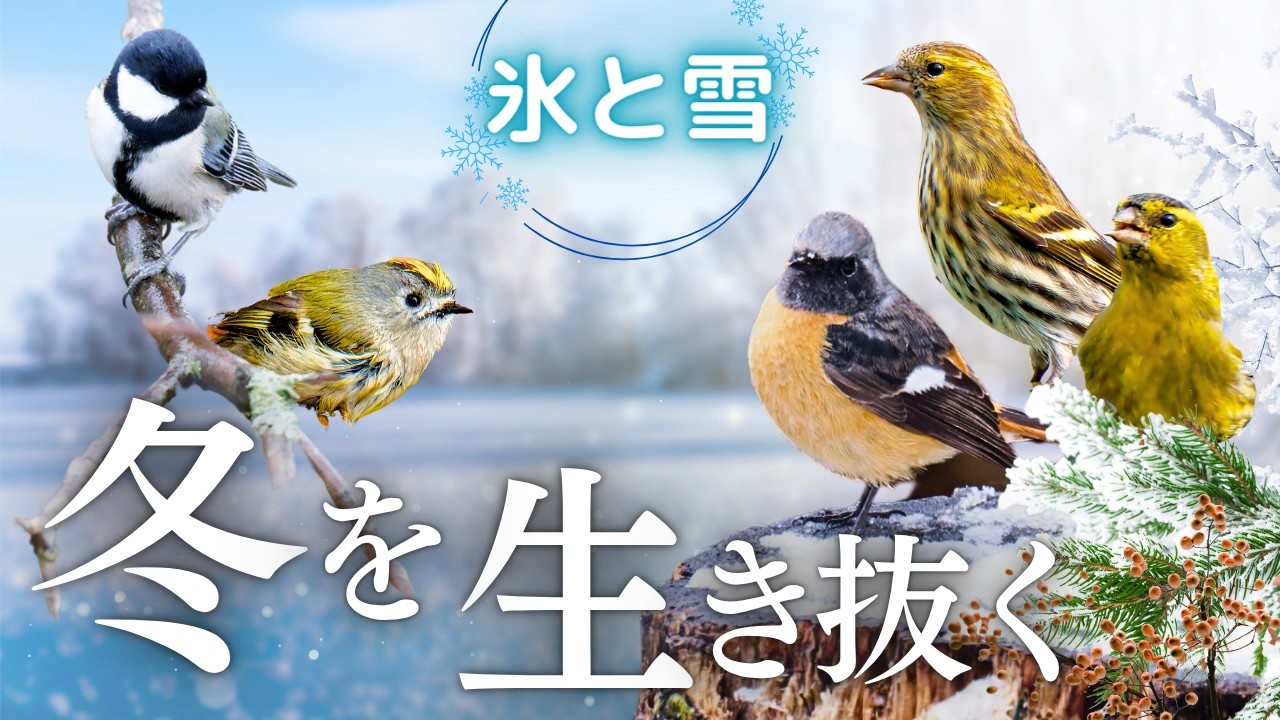 【野鳥観察】雪と氷の世界に降り立つ冬の野鳥たち｜富士山のふもと３か所の探鳥地