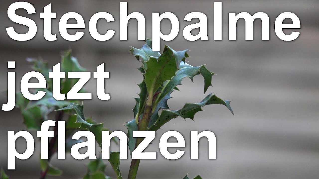 Frühling ist Pflanzzeit - großes Paket mit Pflanzen - Stechpalme Baum des Jahres 2021