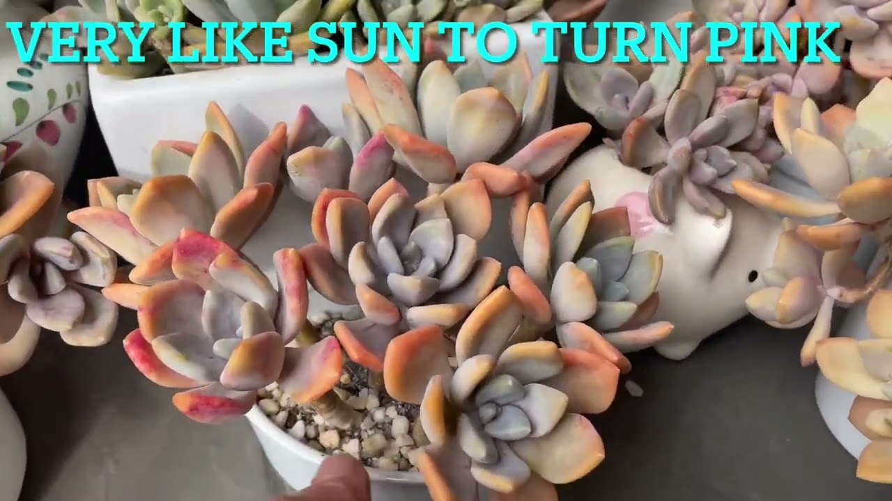 #cactus ,Succulent should grow , healthy, low maintenance.