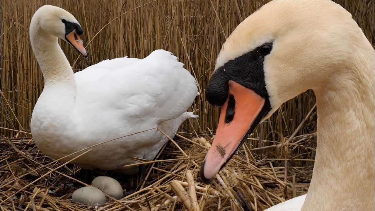 Mute Swan Pair Welcome First Eggs | Discover Wildlife | Robert E Fuller