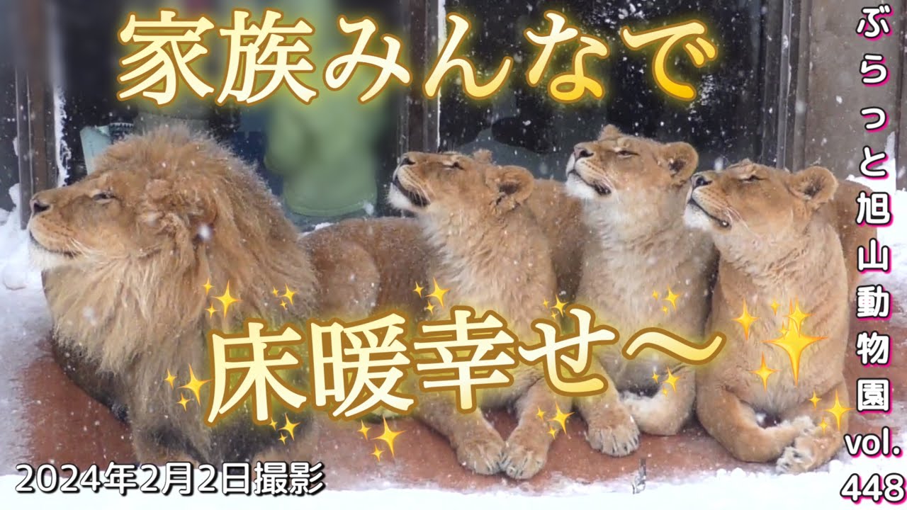 《旭山動物園ライオン＆トラ》ついに座ったオリト♪床暖導入で家族揃って幸せのポーズ。ライオン4団子vol448/A lion family feels happy with the warm floor