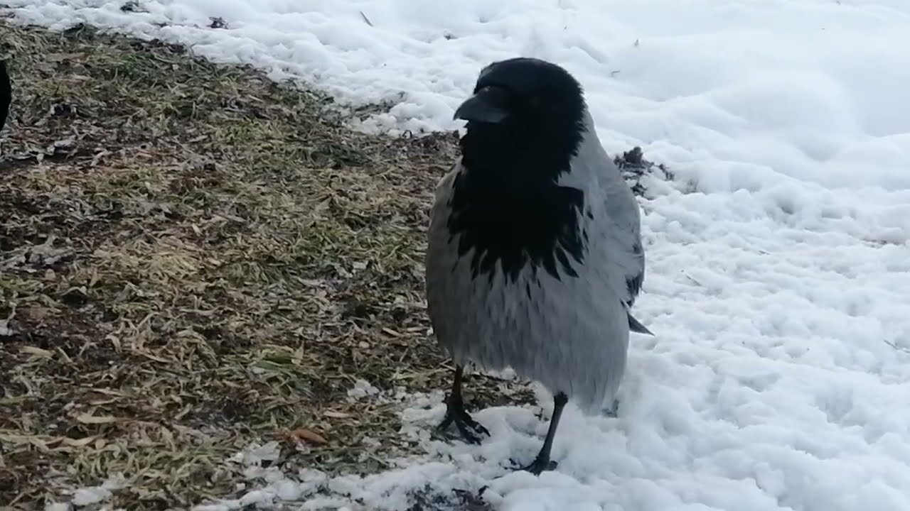 Серьёзная пара ворон завладела яйцом / Serious crow family gets an egg and makes territorial calls 
