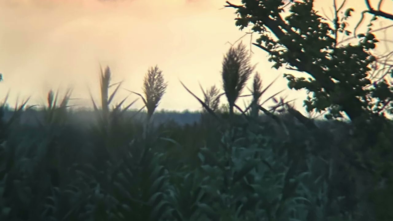 jungle funk
