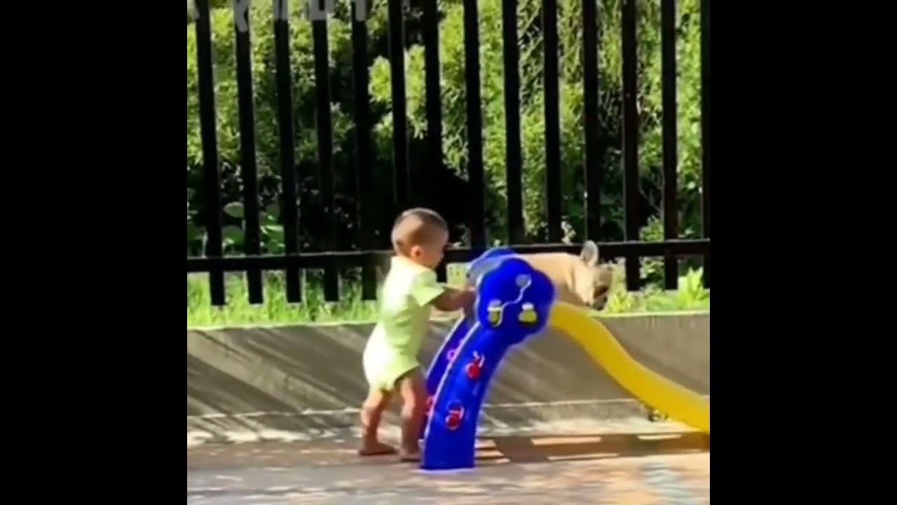 Animals Funy Clip 2022 #shortyoutube #animal