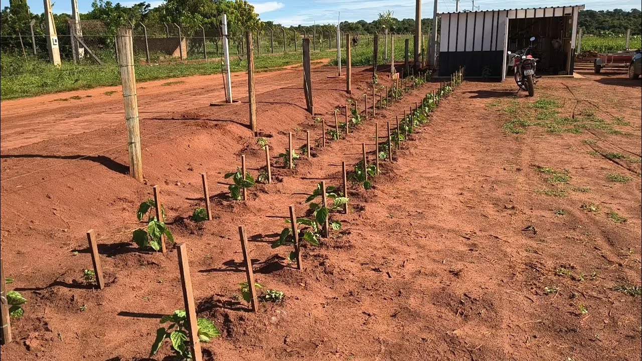 Estaquiei as pimentas após o temporal ep92